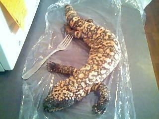 a gila monster that we found (roadkill).