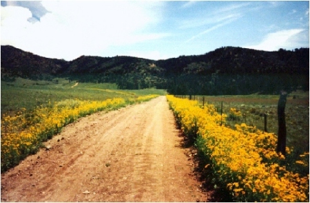 yellow road