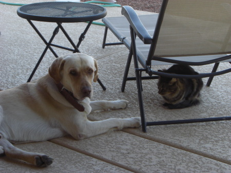 dog and cat 002
