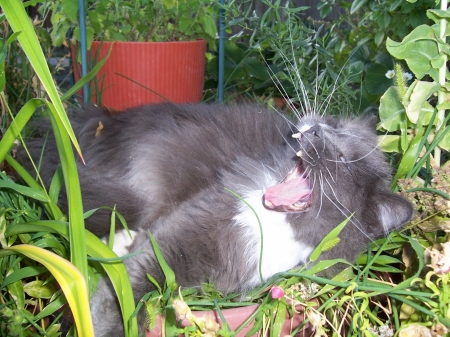 Steve yawning