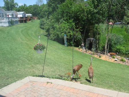 My Sandhill Cranes