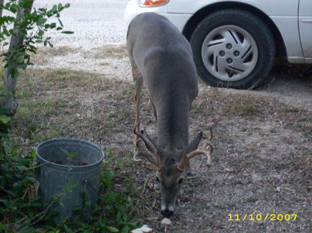 Split Beam, my front yard buck