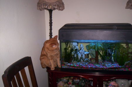 Trixie looking in a Fish Tank