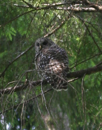 SPOTTED OWL