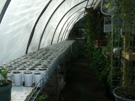 350 tomato plants 