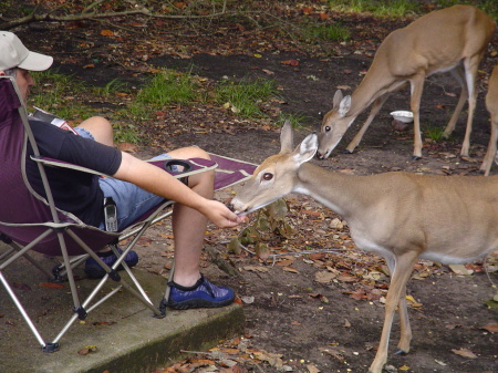 Feeding Deer