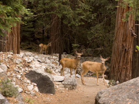 kings_canyon_080705_-_006