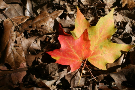 Hello Fall