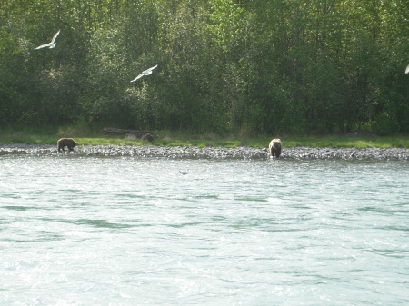 Grizzly and 2 yearling cubs