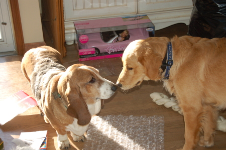 Rufus and Maggie on Christmas Day 2008