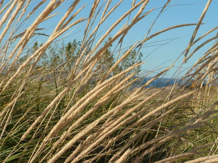 Warren Dunes