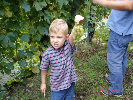 Vedemmia 2007