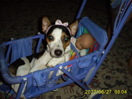 Rosie in her baby doll stroller