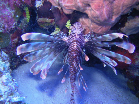 Lion fish