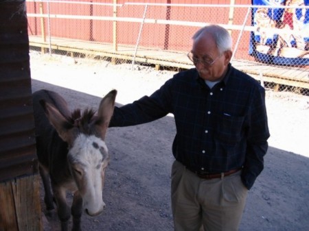 tom and burro - oatman, az