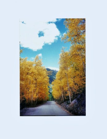 Fall in the Colorado Rockies near Beuna Vista,Co.