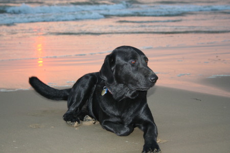 Our Dog "Hunter" enjoying the Sunset