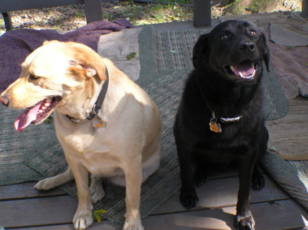 ROCKIE & BARNEY----9 & 7 year old labs