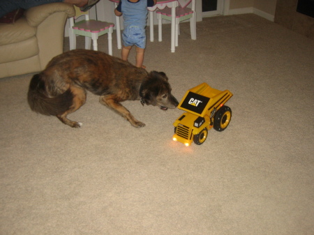 Dog vs. Tractor