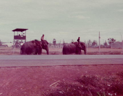Elephants at Ramasun Station Thailand 1975
