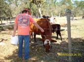 Ferlin feeding the cows at Mema's ranch.