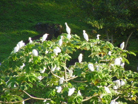 LIttle white egrets