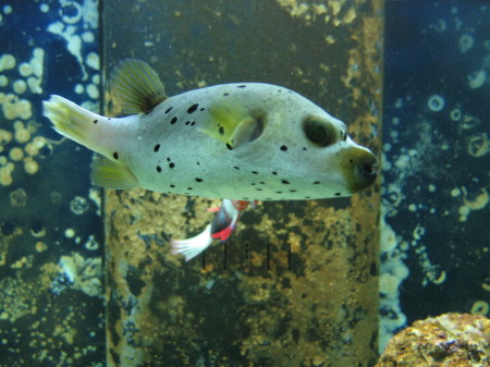 dogface puffer