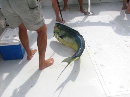 Mahi Mahi so pretty just out of the water