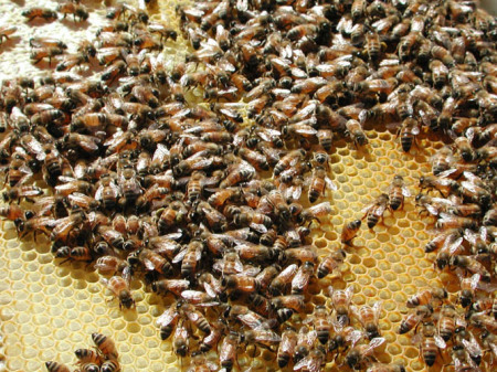 Close up of my first bee hive inspection.