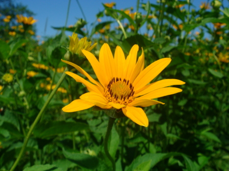 Yellow flower, 07.13.08