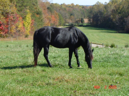 My Horse Carbon.
