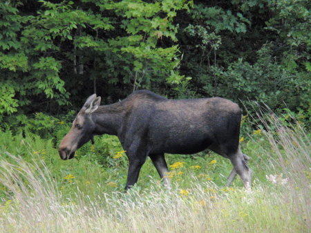 Moose on route 302