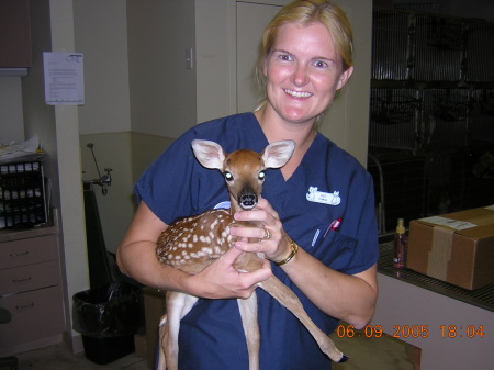 Baby deer