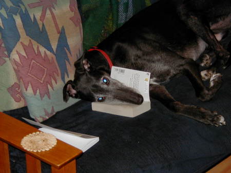 Greyhounds enjoy reading after racing