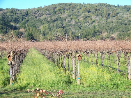 Vineyard in Napa