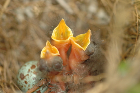 mocking bird 2