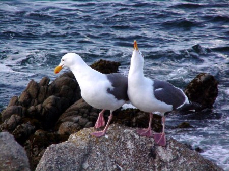Seagull love