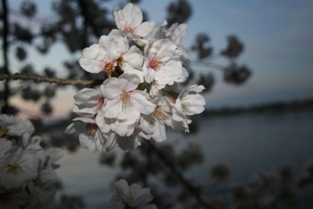 Cherry Blossoms