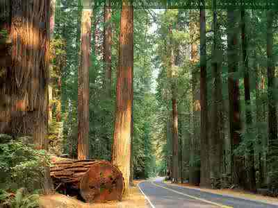 The Redwodds of California .