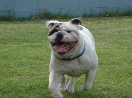 RUN BUBBA RUN!!!!!