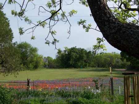 the front yard