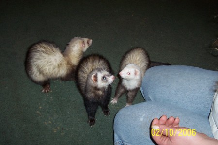 here are just three of my six ferretts