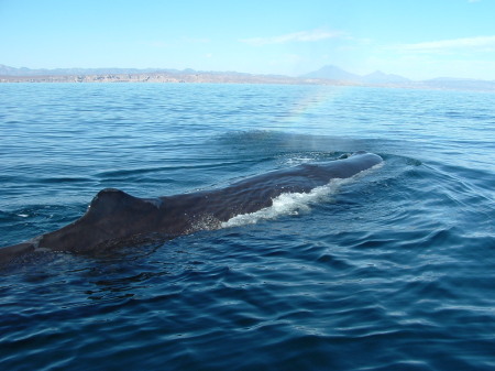 Sperm Whale "Moby Dick"