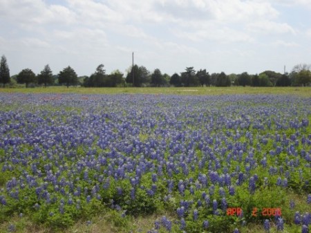 Field of Texas Bluebonnets