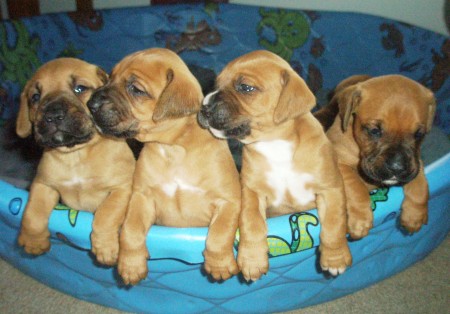 Our Boxer Puppies