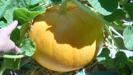 My Big Ass Pumpkin from Sept 2011