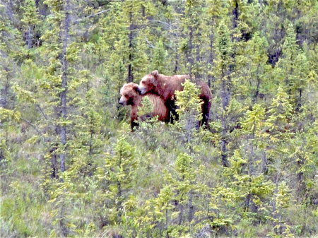 Two grizzy bears mating Alaska trip 2010