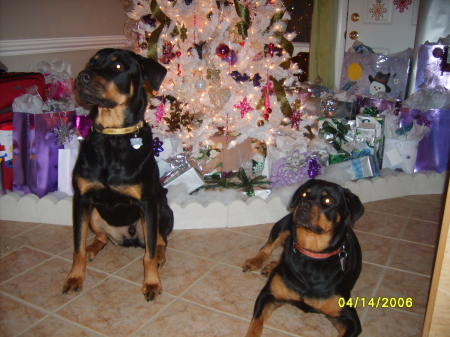Our Only Kids at Home... Capone & Dakota 12/07
