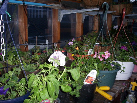 inside my glasshouse