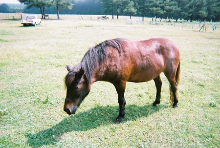 Skipper